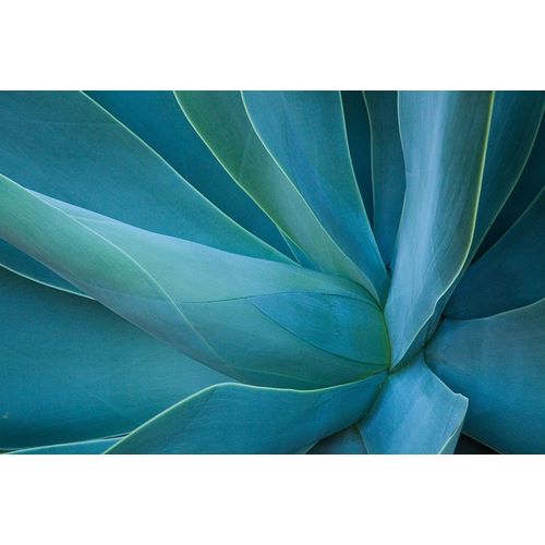 Hawaii-Maui-Kula-agave plant design